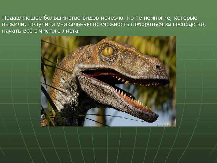 Подавляющее большинство видов исчезло, но те немногие, которые выжили, получили уникальную возможность побороться за