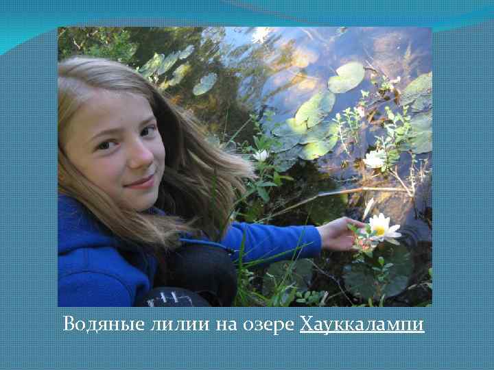 Водяные лилии на озере Хауккалампи 