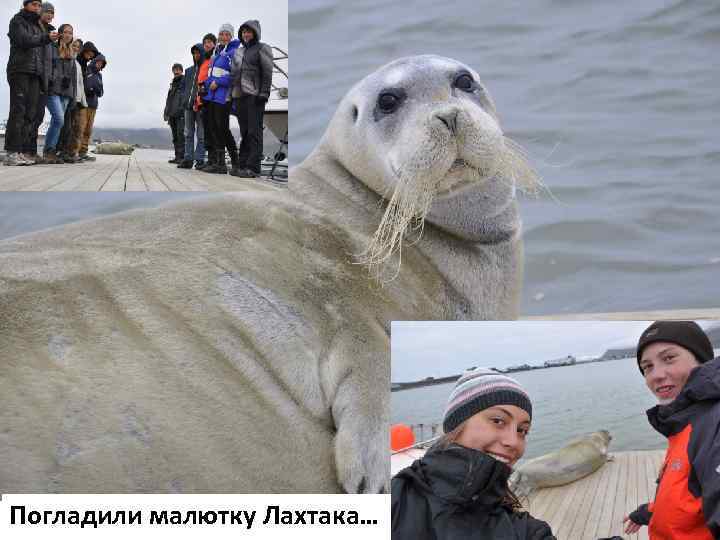 Погладили малютку Лахтака… 