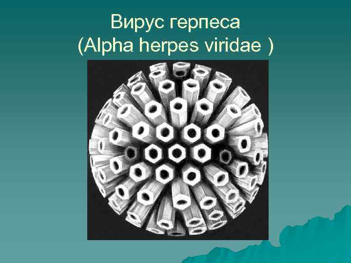 Вирус герпеса (Alpha herpes viridae ) 