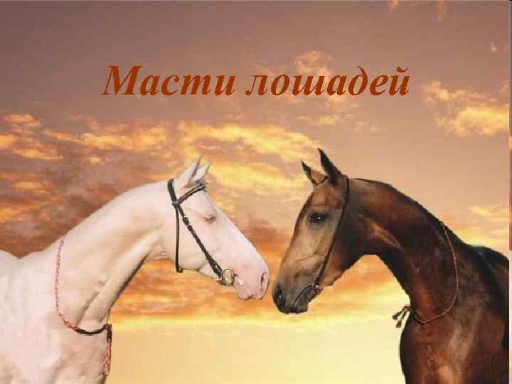 Масти лошадей 
