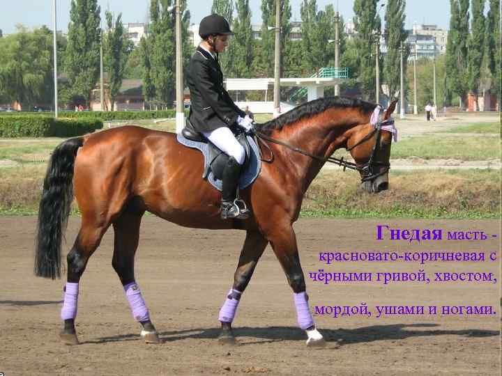 Гнедая масть красновато-коричневая с чёрными гривой, хвостом, мордой, ушами и ногами. 