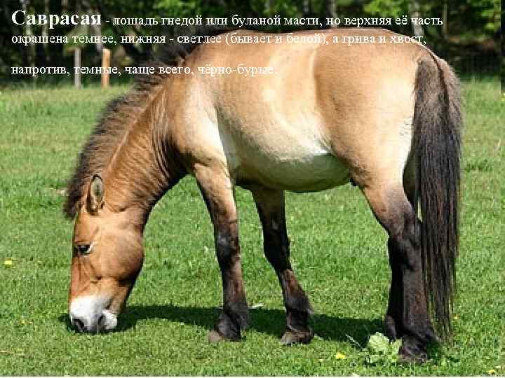 Саврасая - лошадь гнедой или буланой масти, но верхняя её часть окрашена темнее, нижняя