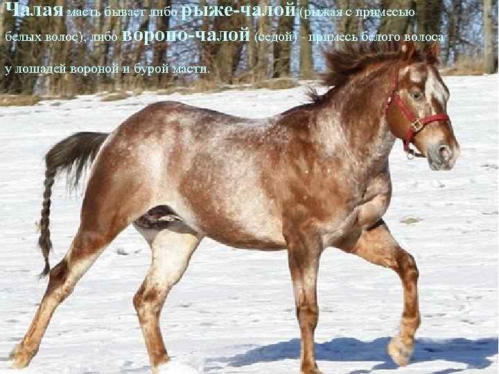 Чалая масть бывает либо рыже-чалой (рыжая с примесью белых волос), либо вороно-чалой (седой) -