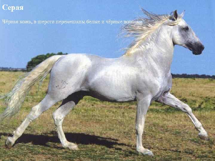 Серая Чёрная кожа, в шерсти перемешаны белые и чёрные волоски. 