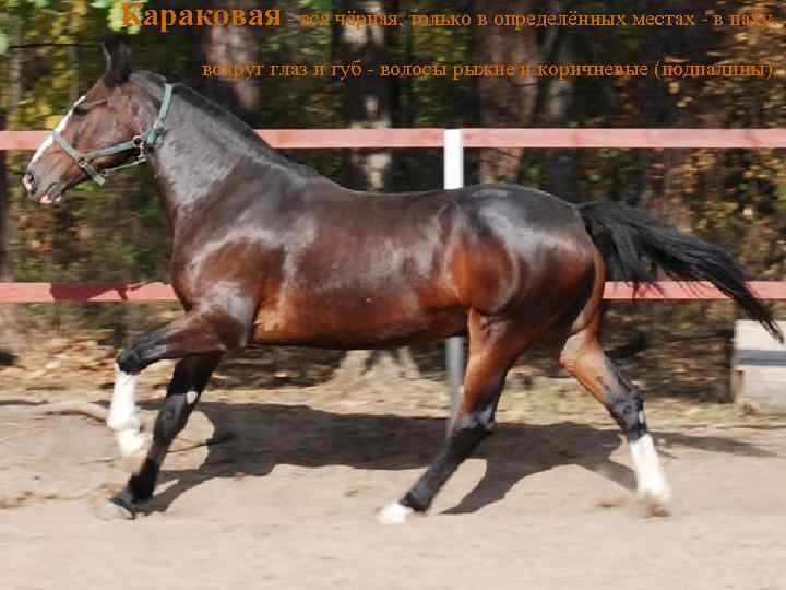 Караковая - вся чёрная, только в определённых местах - в паху, вокруг глаз и