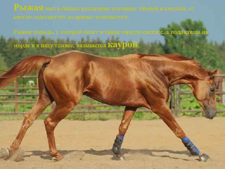 Рыжая масть бывает различных оттенков: тёмной и светлой, от светло-золотистого до красно-золотистого. Рыжая лошадь,