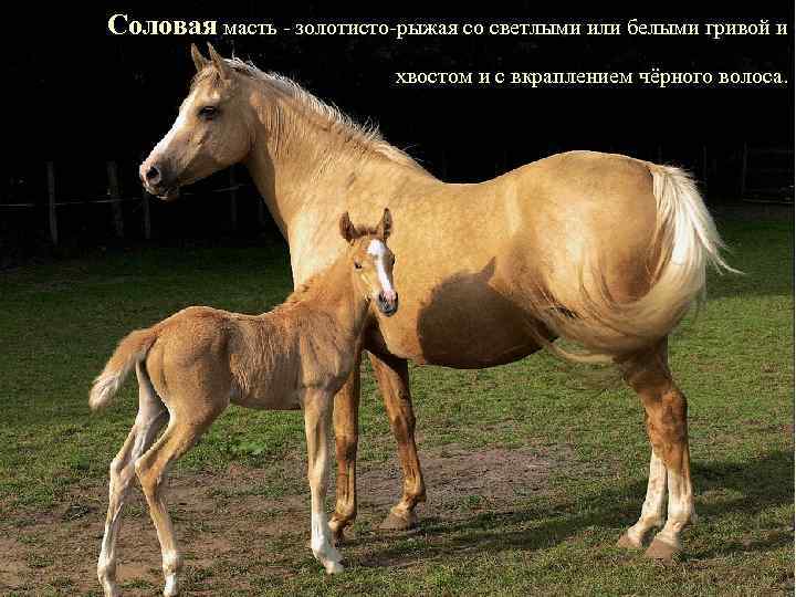 Соловая масть - золотисто-рыжая со светлыми или белыми гривой и хвостом и с вкраплением