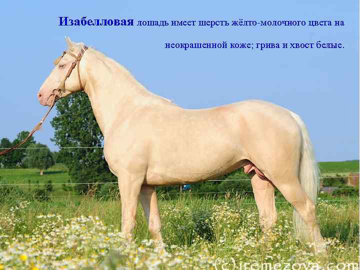 Изабелловая лошадь имеет шерсть жёлто-молочного цвета на неокрашенной коже; грива и хвост белые. 