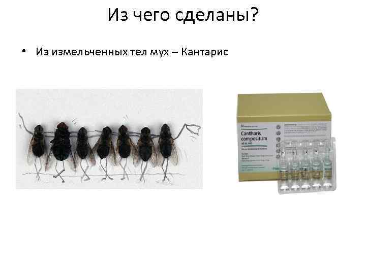 Из чего сделаны? • Из измельченных тел мух – Кантарис 