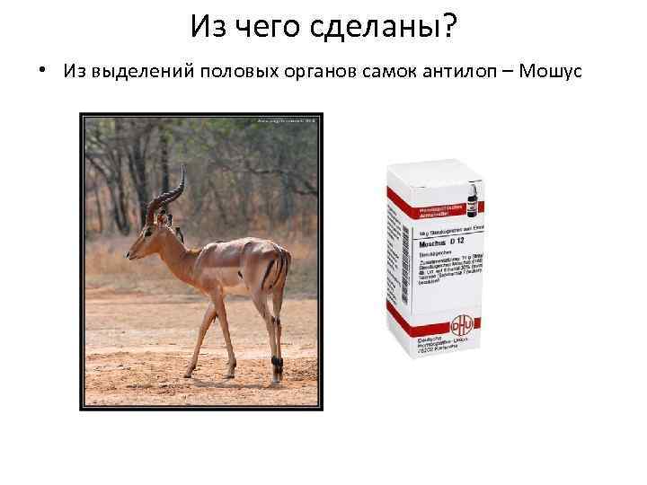 Из чего сделаны? • Из выделений половых органов самок антилоп – Мошус 