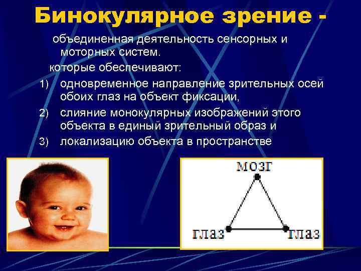 Бинокулярное зрение объединенная деятельность сенсорных и моторных систем. которые обеспечивают: 1) одновременное направление зрительных