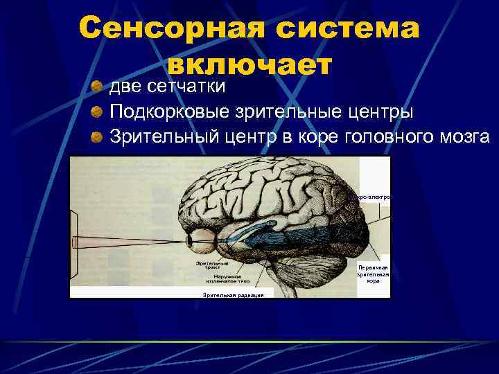 Сенсорная система включает две сетчатки Подкорковые зрительные центры Зрительный центр в коре головного мозга