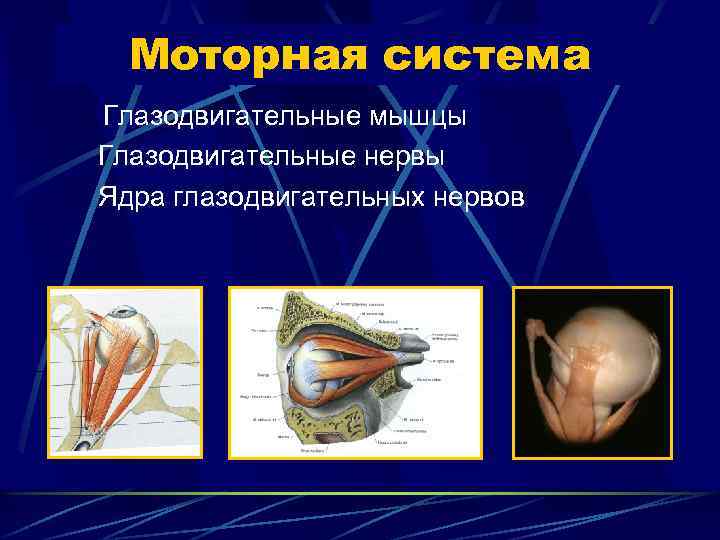 Моторная система Глазодвигательные мышцы Глазодвигательные нервы Ядра глазодвигательных нервов 