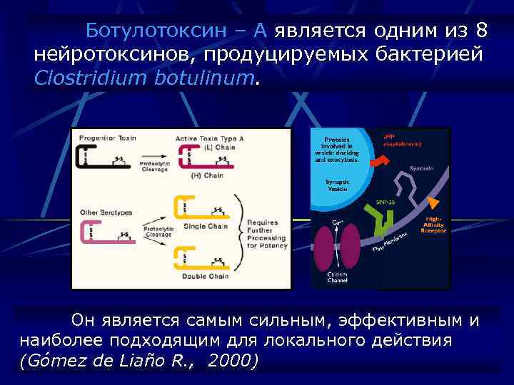 Ботулотоксин – А является одним из 8 нейротоксинов, продуцируемых бактерией Clostridium botulinum. Он является