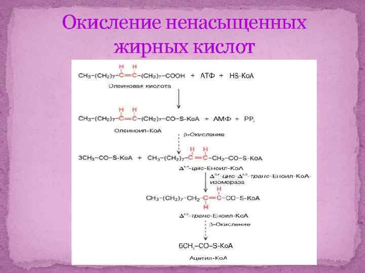 Окисление кислот. Бета окисление олеиновой кислоты. Особенности окисления ненасыщенных жирных кислот. Бета окисление линолевой кислоты. Окисление ненасыщенных жирных кислот биохимия.