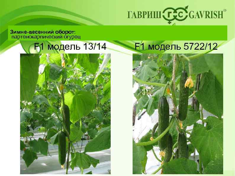 Зимне-весенний оборот: партенокарпический огурец F 1 модель 13/14 F 1 модель 5722/12 