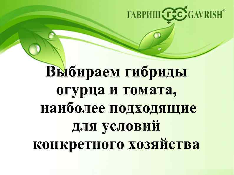 Выбираем гибриды огурца и томата, наиболее подходящие для условий конкретного хозяйства 