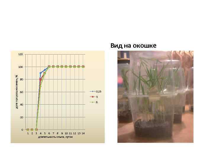 Вид на окошке 120 доля проросших семян, % 100 80 0, 25 60 3