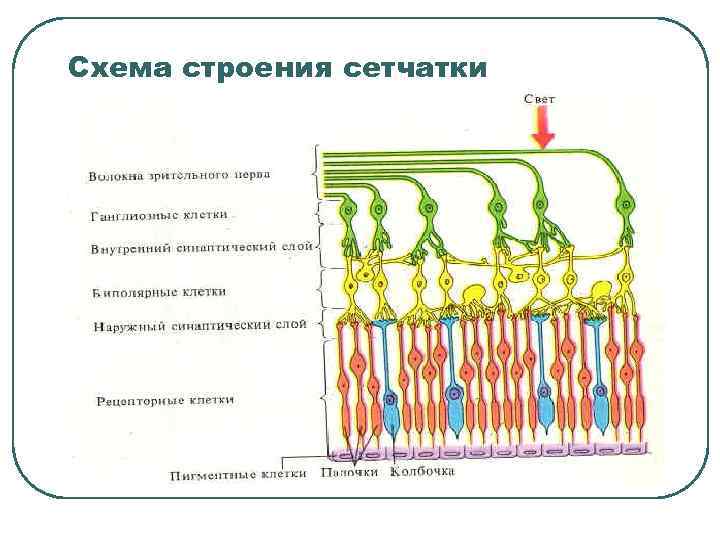 Схема строения сетчатки 