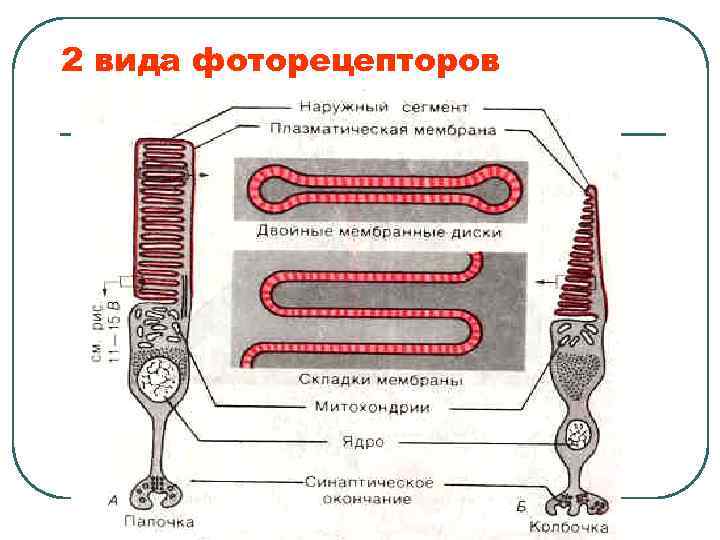 2 вида фоторецепторов 
