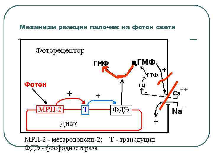 Механизм реакции палочек на фотон света МРН-2 - метародопсин-2; ФДЭ - фосфодиэстераза Т -
