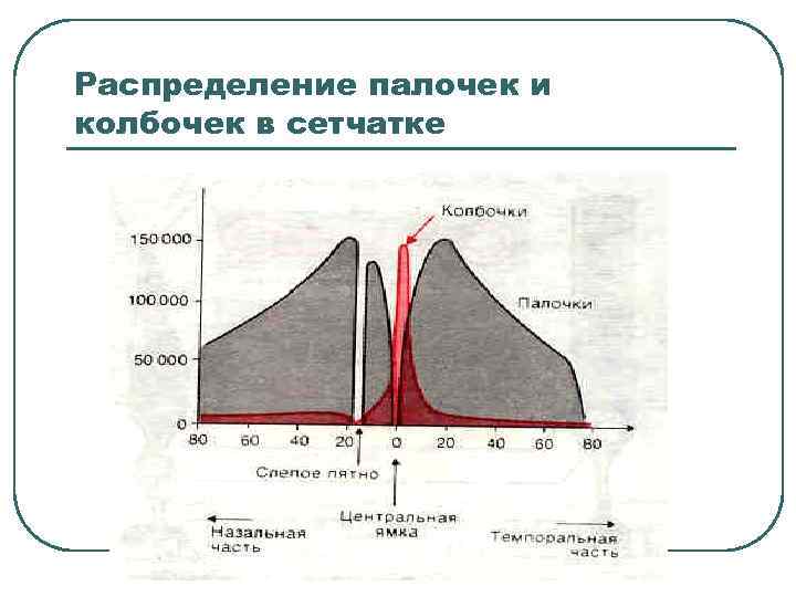 Распределение палочек и колбочек в сетчатке 