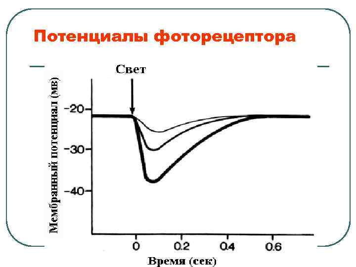 Потенциалы фоторецептора 