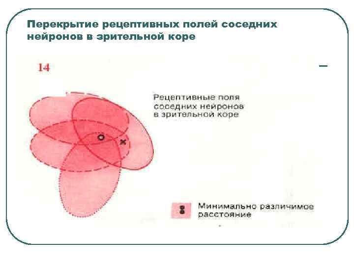 Перекрытие рецептивных полей соседних нейронов в зрительной коре 