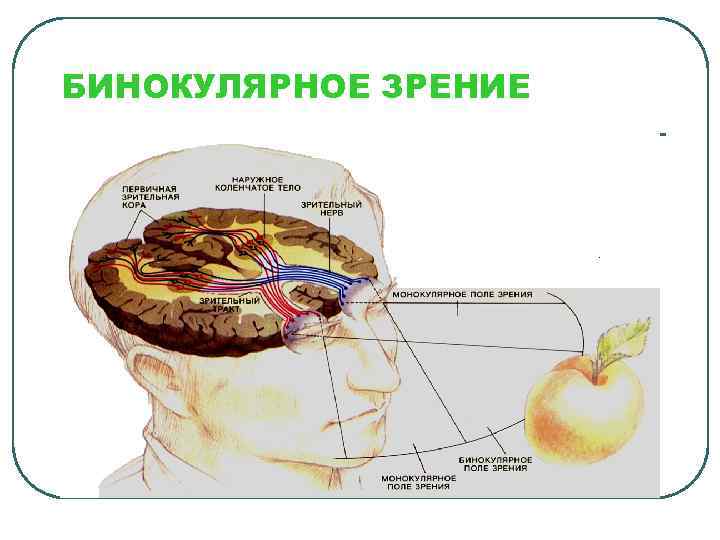 БИНОКУЛЯРНОЕ ЗРЕНИЕ 