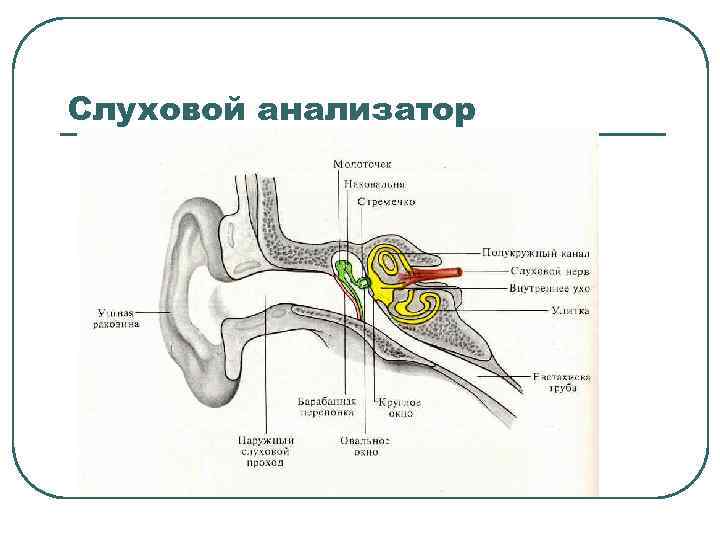 Слуховой анализатор 