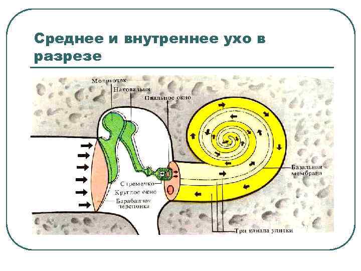 Среднее и внутреннее ухо в разрезе 