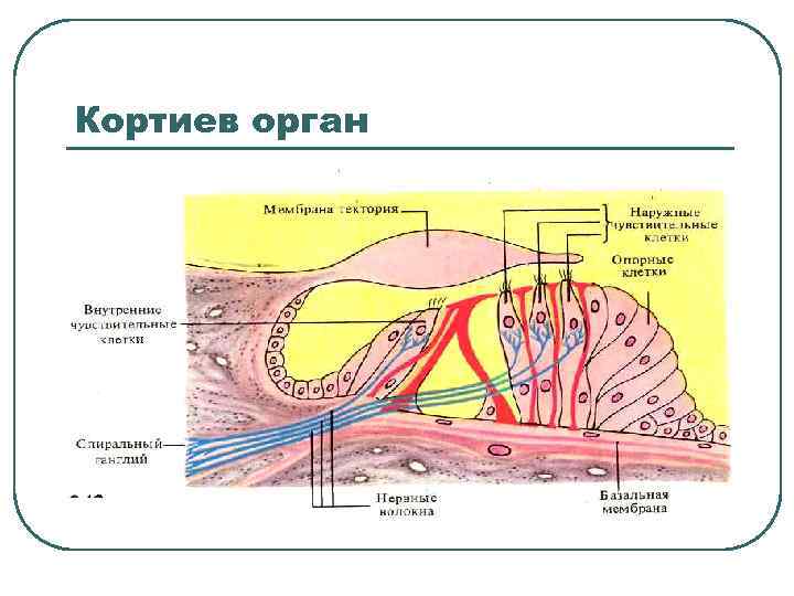 Кортиев орган 