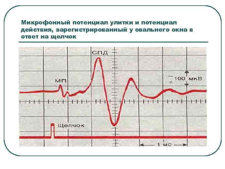 Микрофонный потенциал улитки и потенциал действия, зарегистрированный у овального окна в ответ на щелчок