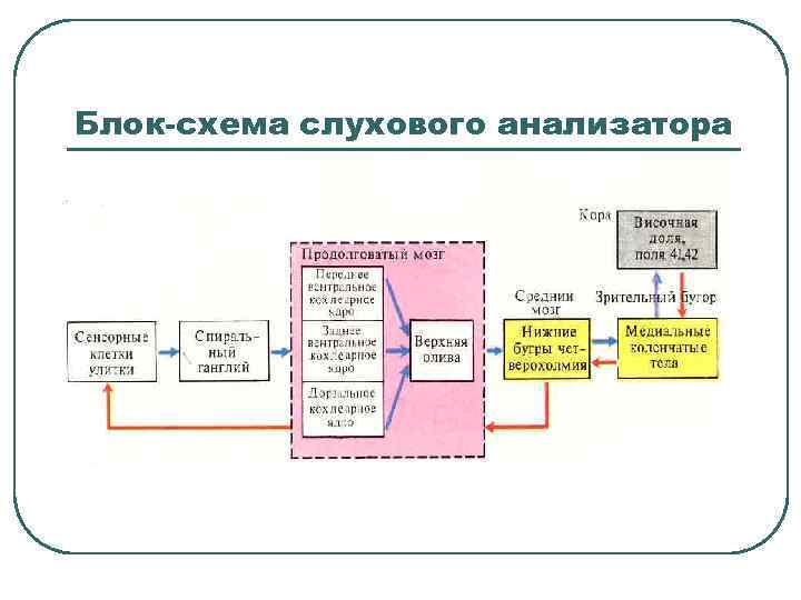 Блок-схема слухового анализатора 