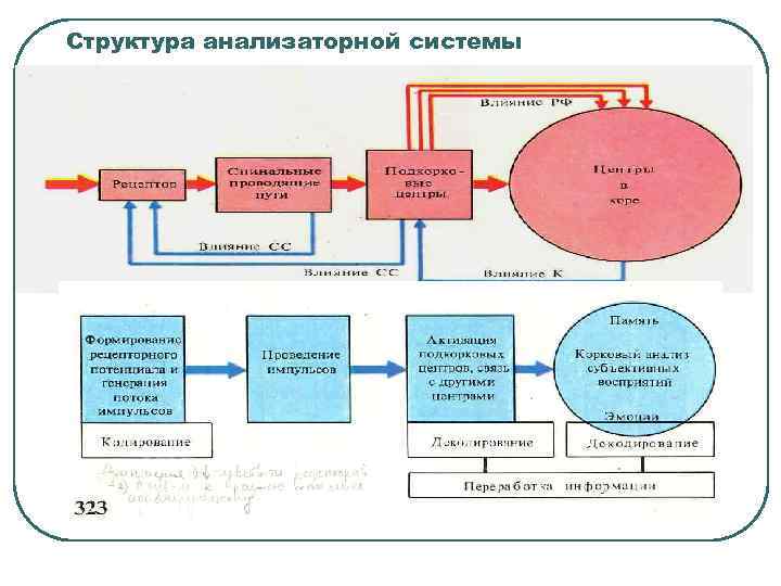 Структура анализаторной системы 