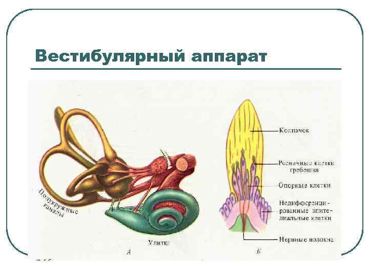 Вестибулярный аппарат 