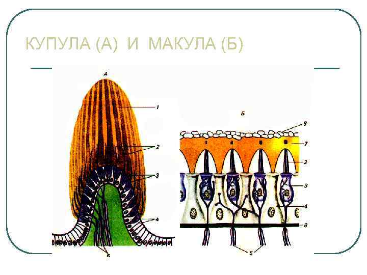 КУПУЛА (А) И МАКУЛА (Б) 