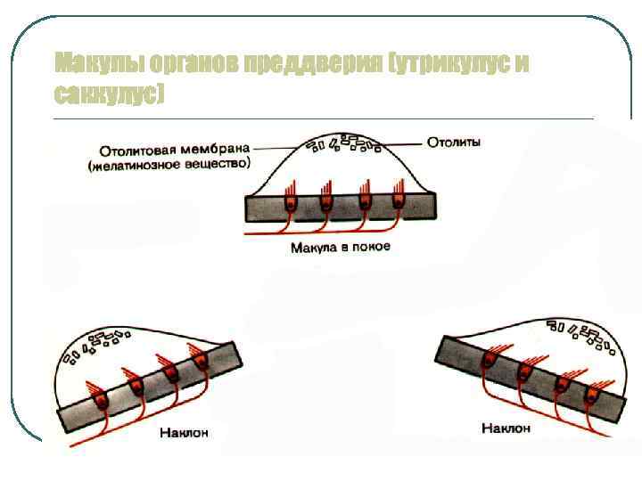 Макулы органов преддверия (утрикулус и саккулус) 