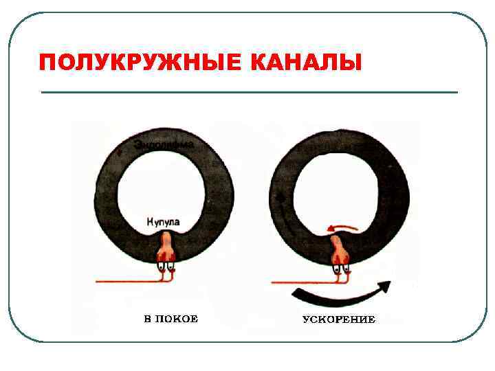 ПОЛУКРУЖНЫЕ КАНАЛЫ 