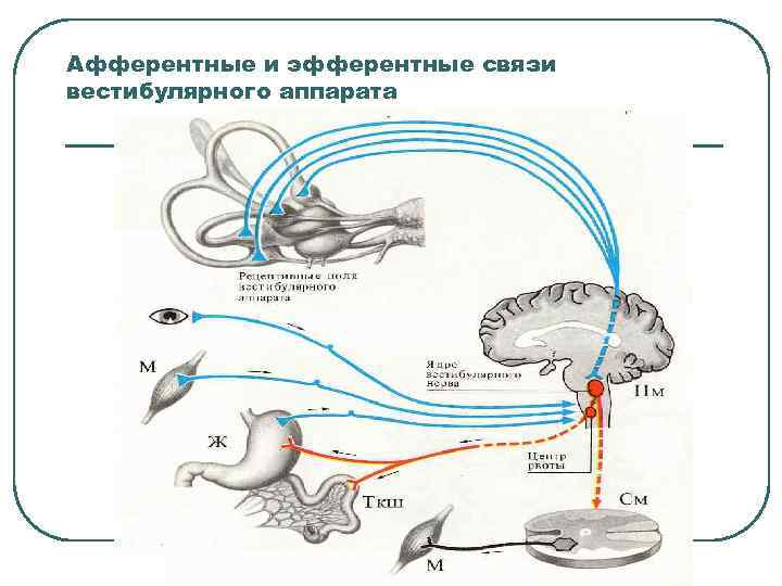 Афферентные и эфферентные связи вестибулярного аппарата 
