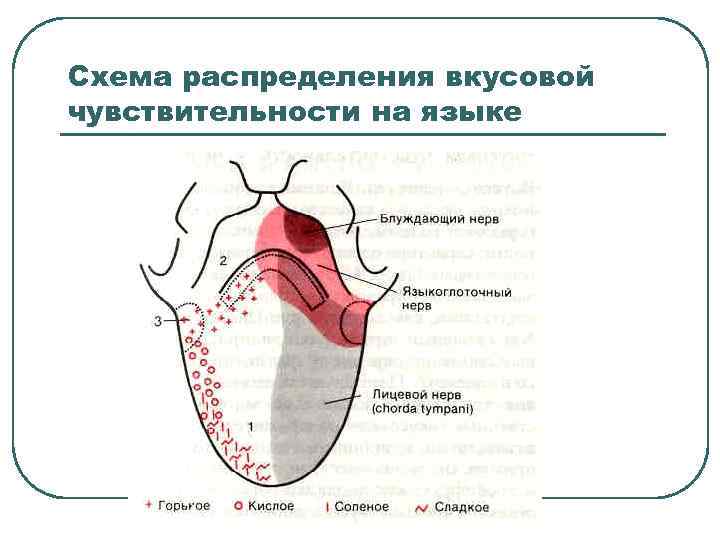 Схема распределения вкусовой чувствительности на языке 