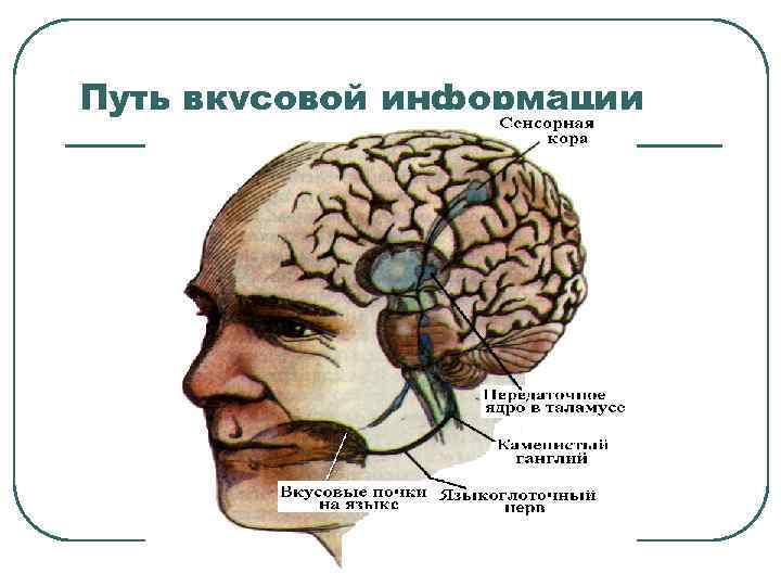 Путь вкусовой информации 