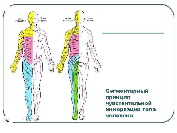 Сегментарный принцип чувствительной иннервации тела человека 