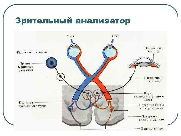 Зрительный анализатор 