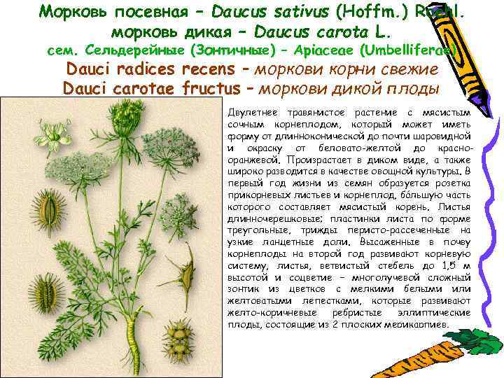 Морковь посевная – Daucus sativus (Hoffm. ) Roehl. морковь дикая – Daucus carota L.