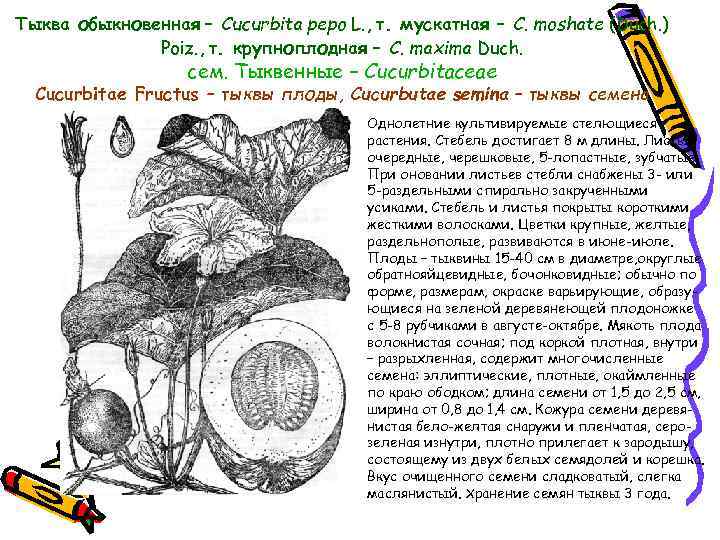 Тыква обыкновенная – Cucurbita pepo L. , т. мускатная – C. moshate (Duch. )