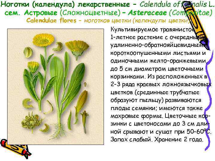 Ноготки (календула) лекарственные – Calendula officinalis L. , сем. Астровые (Сложноцветные) – Asteraceae (Compositae)