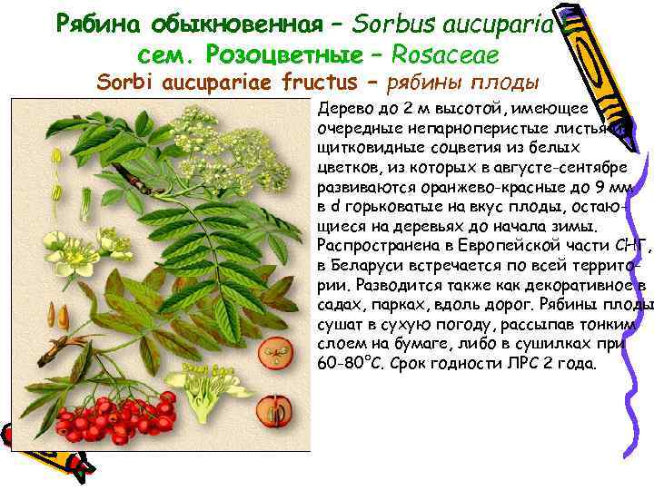 Рябина обыкновенная – Sorbus aucuparia L. сем. Розоцветные – Rosaceae Sorbi aucupariae fructus –