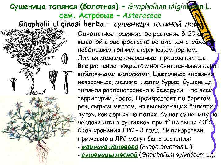 Сушеница топяная (болотная) – Gnaphalium uliginosum L. сем. Астровые – Asteraceae Gnaphalii uliginosi herba